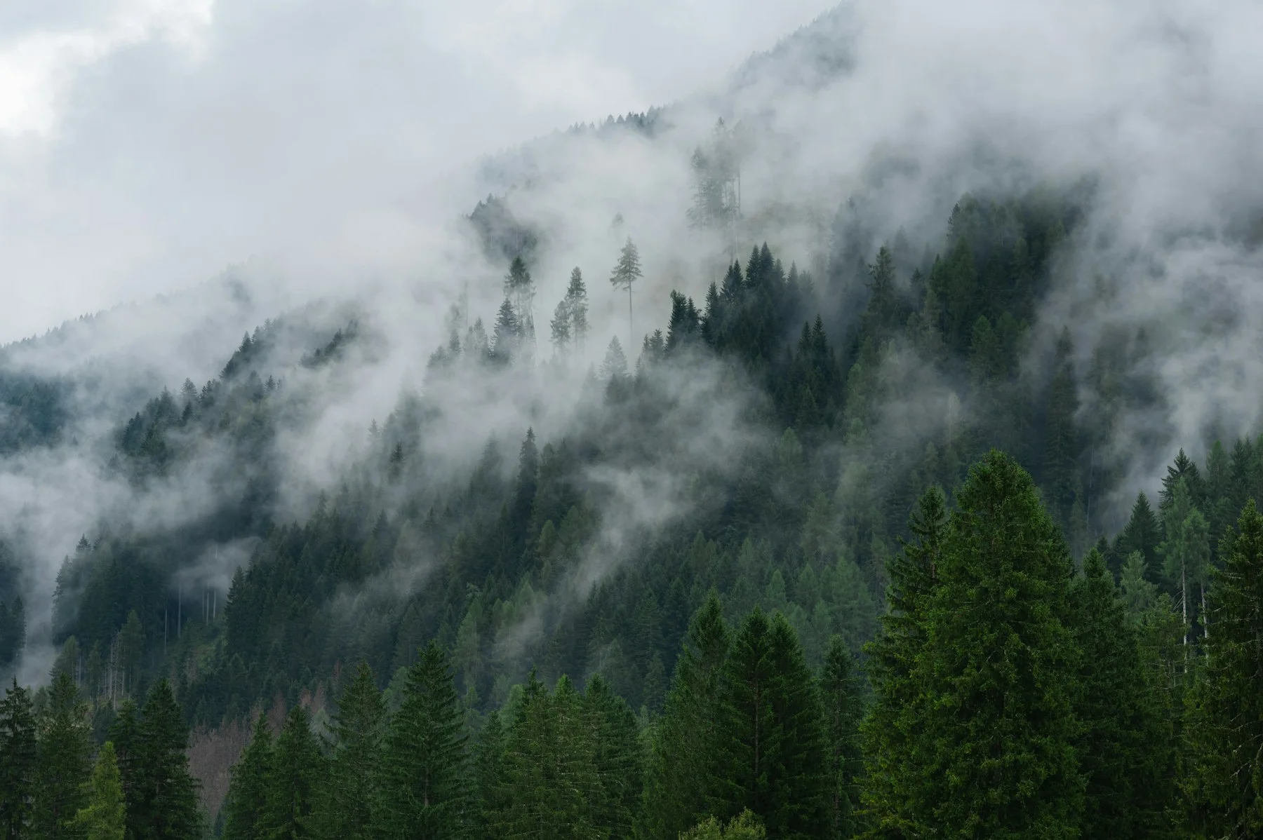 Quiet forest in soft daylight